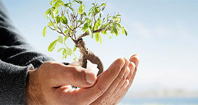 Hands nurturing a growing plant — AYCS vision